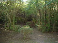 bosque